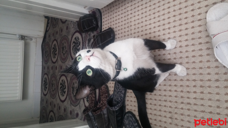 Tekir Kedi, Kedi  ziya fotoğrafı