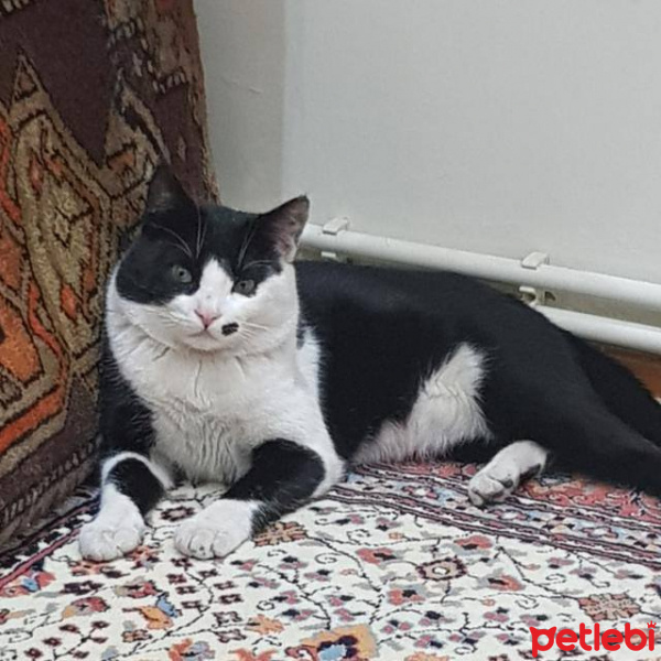 Tekir Kedi, Kedi  ziya fotoğrafı
