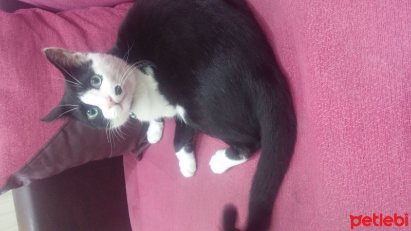 Tekir Kedi, Kedi  ziya fotoğrafı