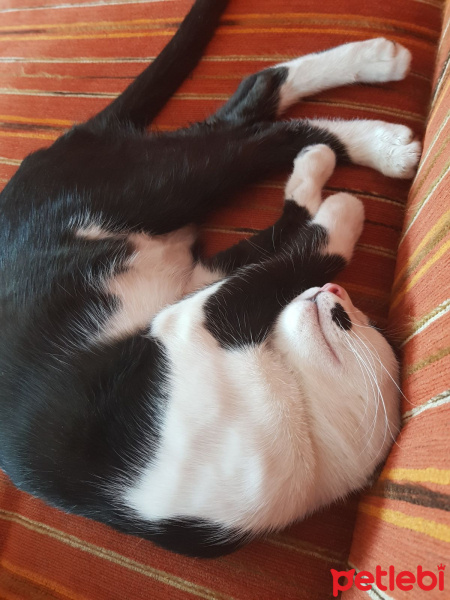 Tekir Kedi, Kedi  ziya fotoğrafı