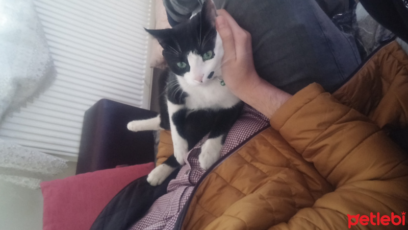 Tekir Kedi, Kedi  ziya fotoğrafı