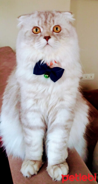 Scottish Fold, Kedi  Badem Tom fotoğrafı