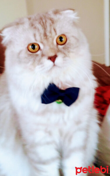 Scottish Fold, Kedi  Badem Tom fotoğrafı