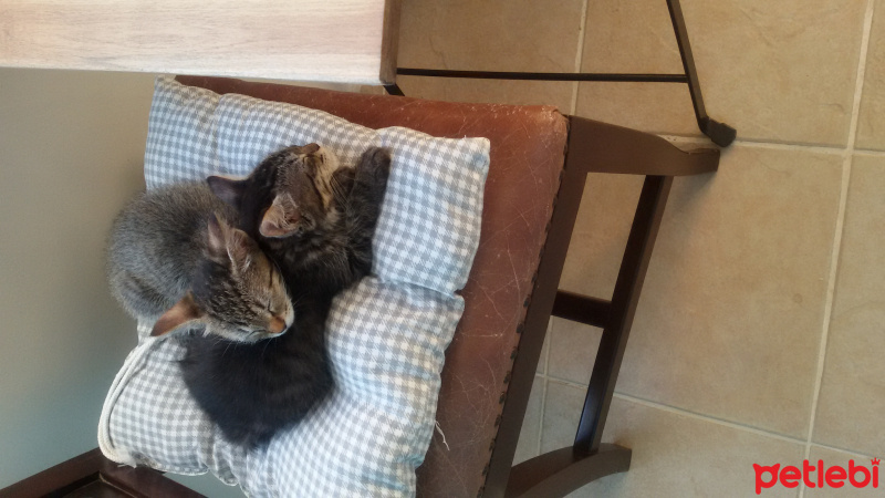 Tekir Kedi, Kedi  bittle ve juıce fotoğrafı