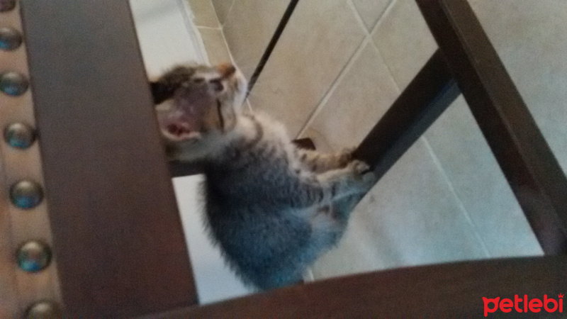 Tekir Kedi, Kedi  bittle ve juıce fotoğrafı