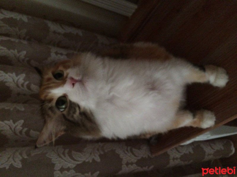 Tekir Kedi, Kedi  Zilli fotoğrafı