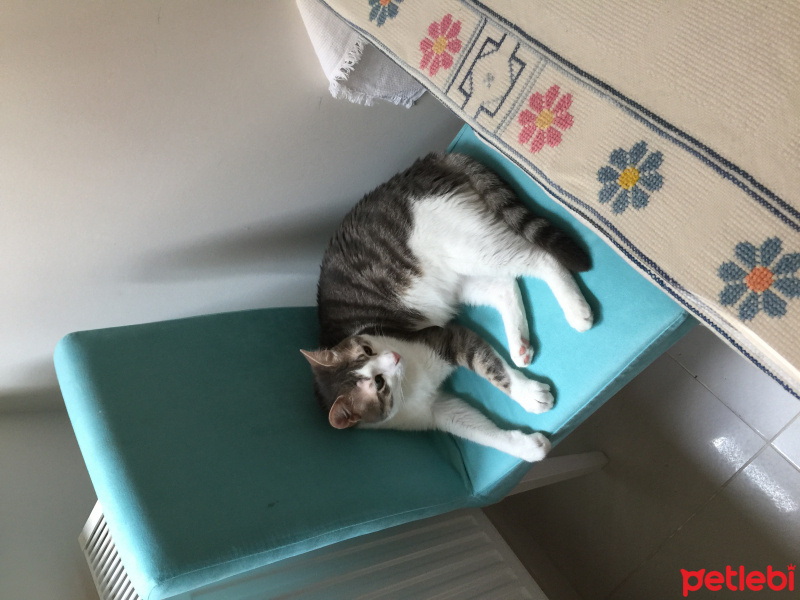 Soke, Kedi  Patır fotoğrafı