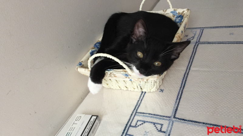 Soke, Kedi  Mayıs fotoğrafı
