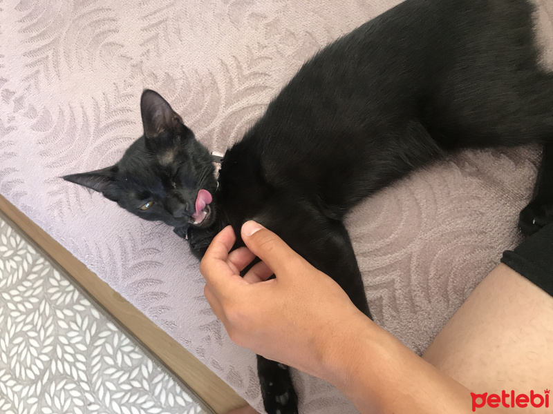 Tekir Kedi, Kedi  Mira fotoğrafı