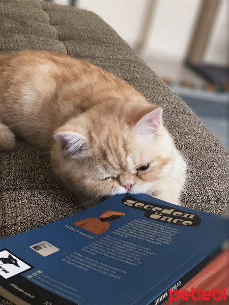 Exotic Shorthair, Kedi  Pardeck fotoğrafı