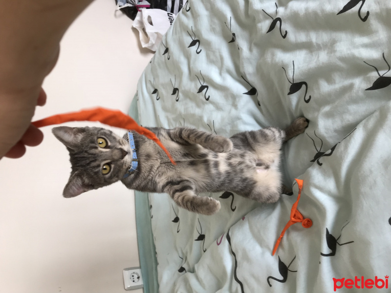 Tekir Kedi, Kedi  Çakıl fotoğrafı