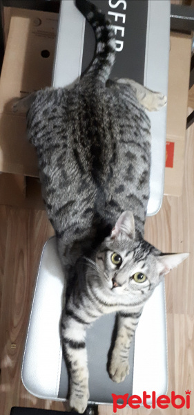 British Shorthair, Kedi  Minik/rıfkı/cemil fotoğrafı