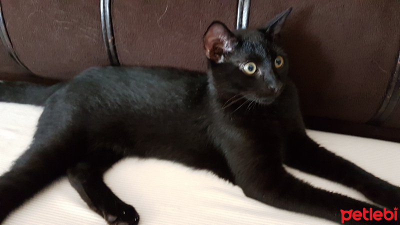 Tekir Kedi, Kedi  Atos fotoğrafı