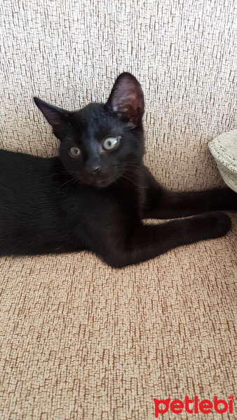 Tekir Kedi, Kedi  Atos fotoğrafı