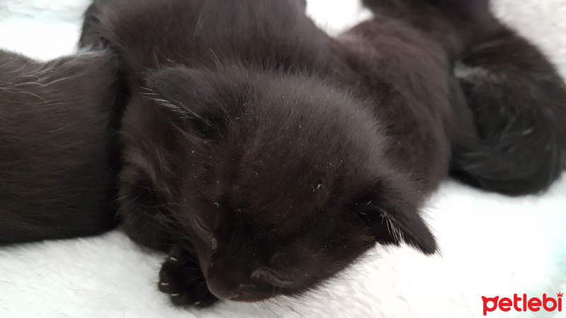 Tekir Kedi, Kedi  Atos fotoğrafı