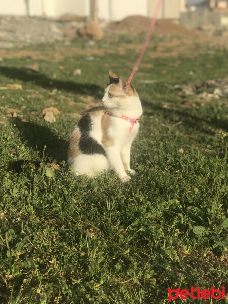 Tekir Kedi, Kedi  Garip fotoğrafı