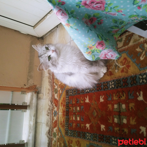 Chinchilla, Kedi  Kontes fotoğrafı