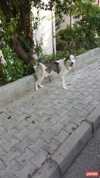 Sibirya Kurdu (Husky), Köpek  felic fotoğrafı