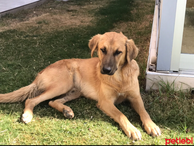 Golden Retriever, Köpek  Kratos fotoğrafı