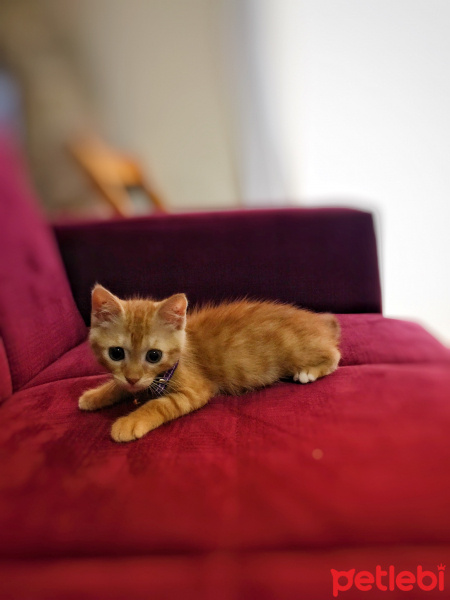 Tekir Kedi, Kedi  Tarçın fotoğrafı