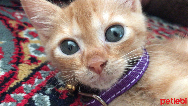 Tekir Kedi, Kedi  Tarçın fotoğrafı