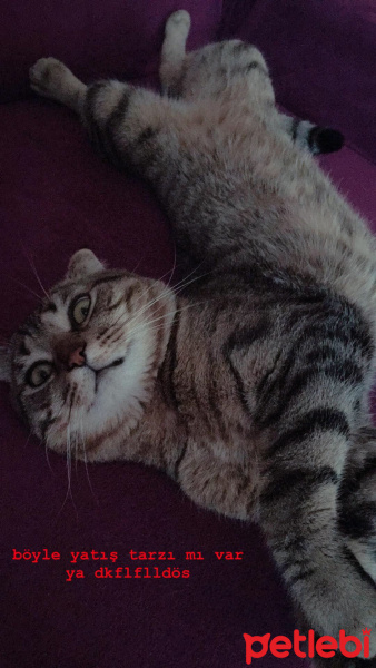 Scottish Fold, Kedi  Scoth fotoğrafı