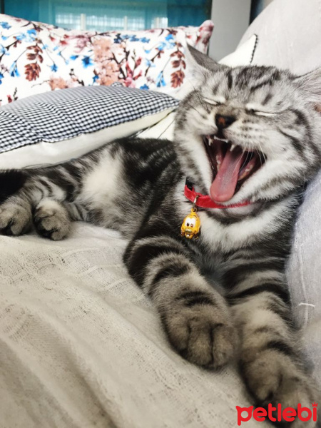 British Shorthair, Kedi  Duman fotoğrafı