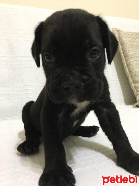 Cane Corso Italiano, Köpek  Erkek Cane Corso 2 Aylık fotoğrafı