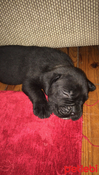 Cane Corso Italiano, Köpek  Erkek Cane Corso 2 Aylık fotoğrafı