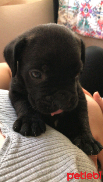Cane Corso Italiano, Köpek  Erkek Cane Corso 2 Aylık fotoğrafı
