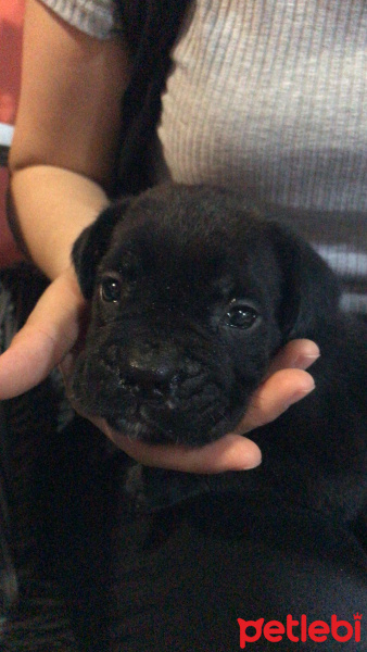 Cane Corso Italiano, Köpek  Erkek Cane Corso 2 Aylık fotoğrafı