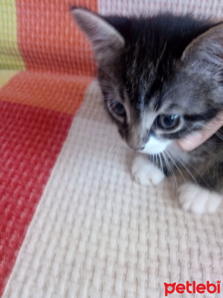Tekir Kedi, Kedi  Cesur fotoğrafı