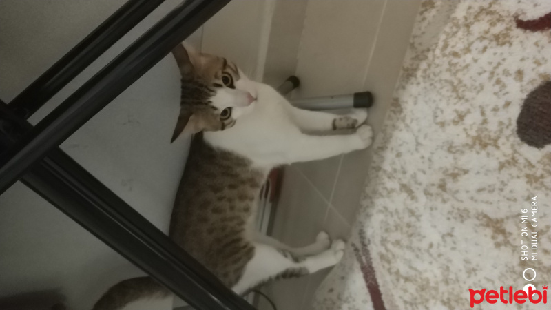 Tekir Kedi, Kedi  Legolas fotoğrafı