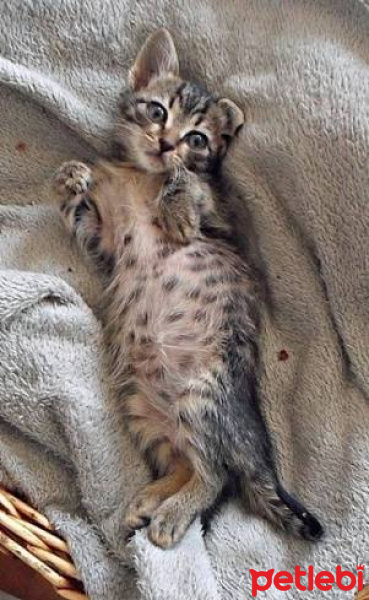 Tekir Kedi, Kedi  Kahve fotoğrafı