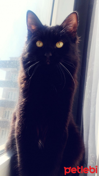 Bombay, Kedi  Gollum fotoğrafı