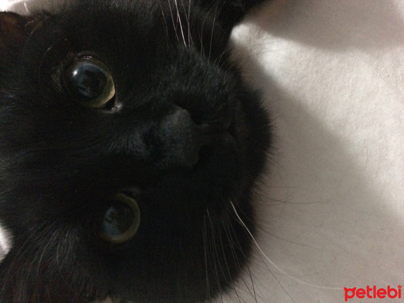 Bombay, Kedi  Gollum fotoğrafı