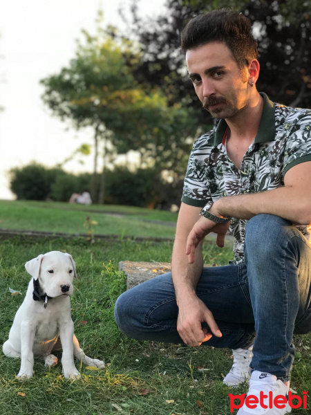 Dogo Arjantin, Köpek  Body fotoğrafı