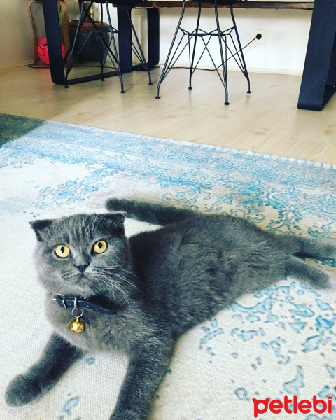 Scottish Fold, Kedi  Lokum fotoğrafı