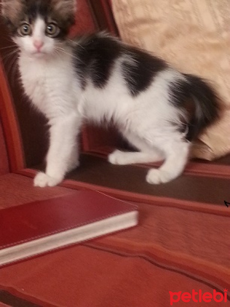 Tekir Kedi, Kedi  Güneş fotoğrafı