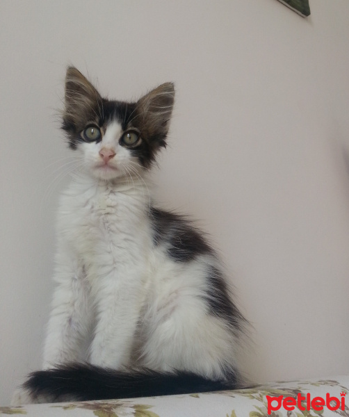 Tekir Kedi, Kedi  Güneş fotoğrafı