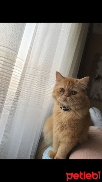 İran Kedisi (Persian), Kedi  Kaju fotoğrafı