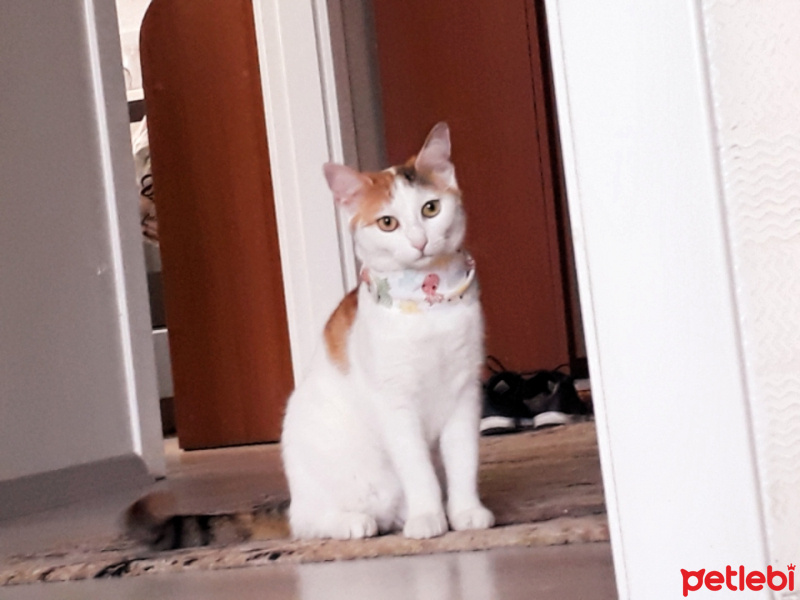 Ankara Kedisi, Kedi  Prenses fotoğrafı