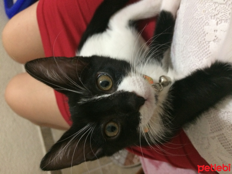 Tekir Kedi, Kedi  Chiko fotoğrafı