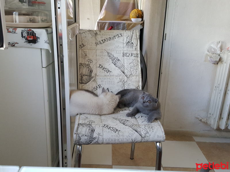 British Shorthair, Kedi  Scotish strang fotoğrafı