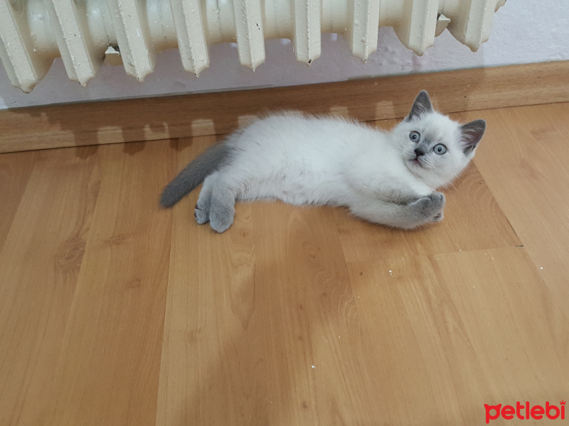 British Shorthair, Kedi  Scotish strang fotoğrafı