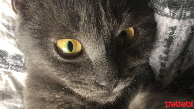 Tekir Kedi, Kedi  Mıymışık fotoğrafı