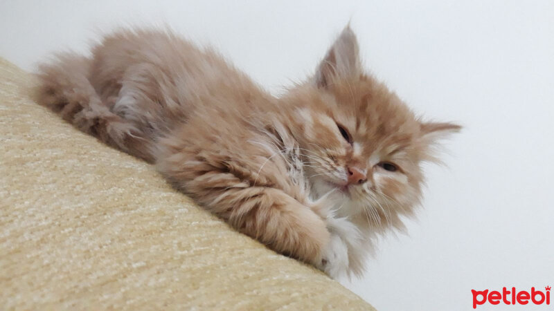 Maine Coon, Kedi  Güneş fotoğrafı