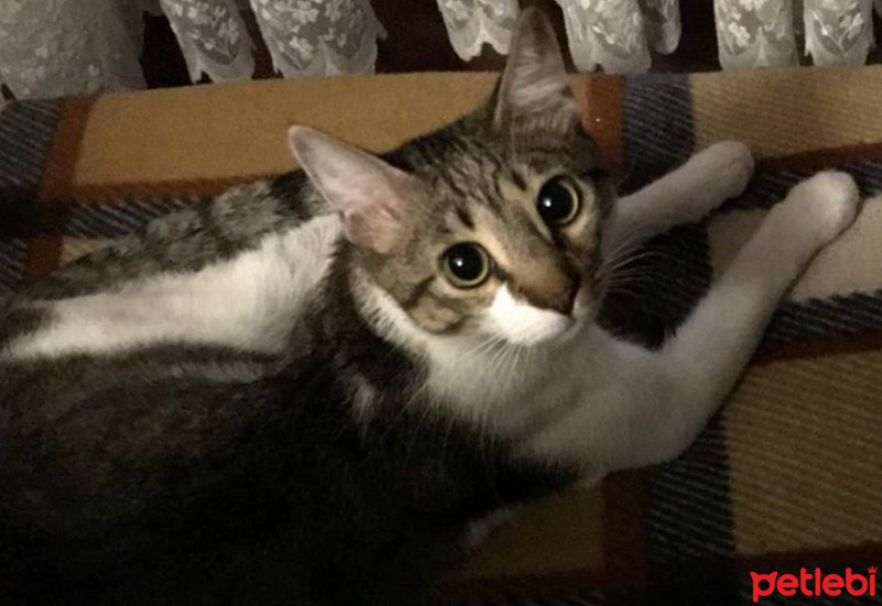Tekir Kedi, Kedi  Oğluş fotoğrafı