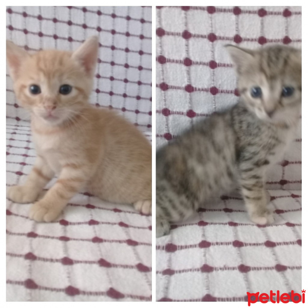 Tekir Kedi, Kedi  Ismi yok fotoğrafı