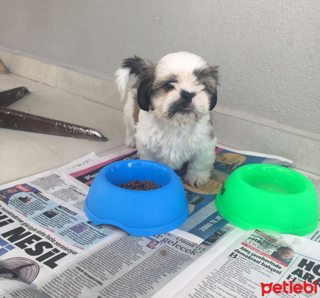 Shih Tzu, Köpek  NANCY fotoğrafı